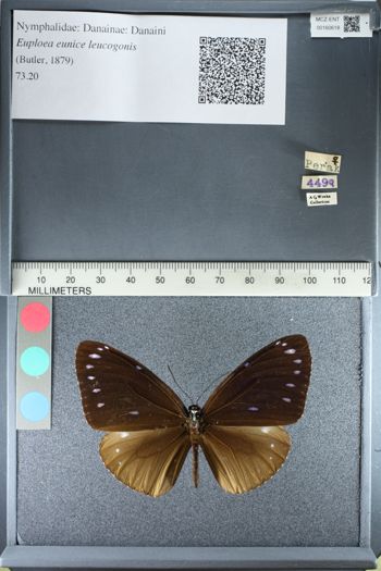Media type: image;   Entomology 160618